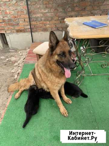 Щенки немецкой овчарки Краснодар - изображение 1