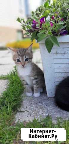 Котята Свердловский - изображение 1