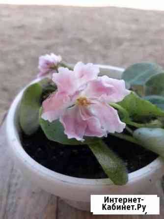 Фиалка Казань