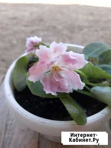 Фиалка Казань - изображение 1