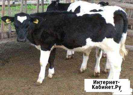 Телята и тёлачки Курск
