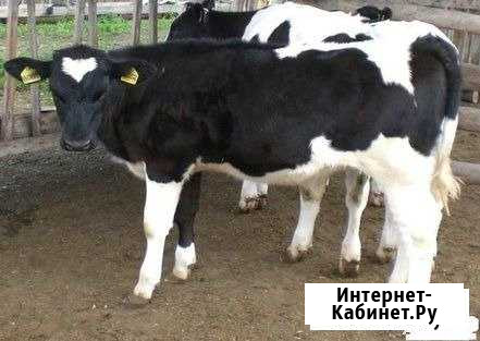 Телята и тёлачки Курск - изображение 1