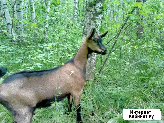 Чешская козочка Ярославль - изображение 1