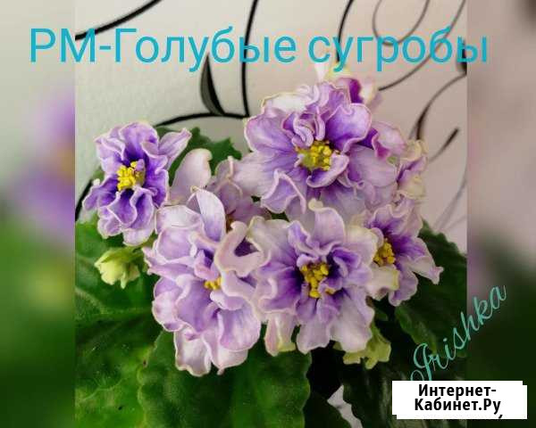 Фиалки черенком Тамбов - изображение 1