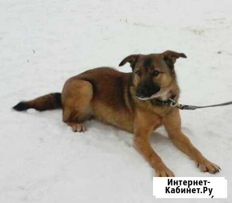 Стерилизованная девочка 1 год Иваново - изображение 1