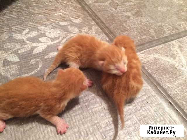 Котята Азов - изображение 1