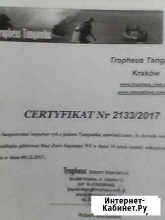 Продам фронтозу капампа Тула