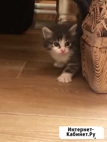 Котёнок в добрые руки Климовск - изображение 1