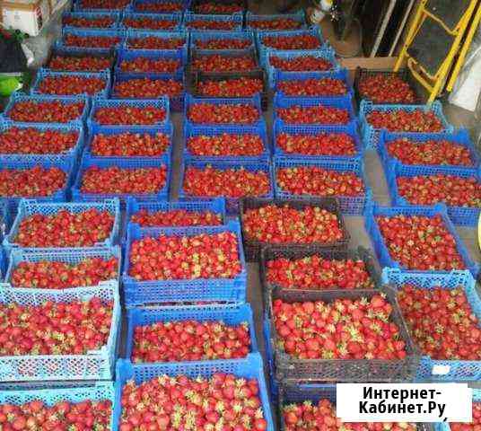 Берём на продажу продукты (клубнику) Оренбург