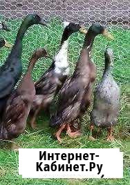 Продаю индоутят и инкубационное яицо породы индийс Киров - изображение 1