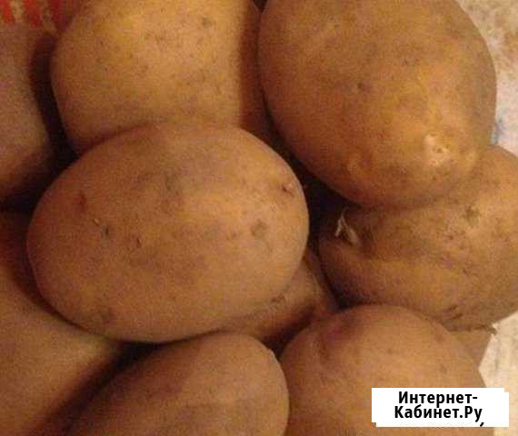 Картофель домашний Хабаровск - изображение 1