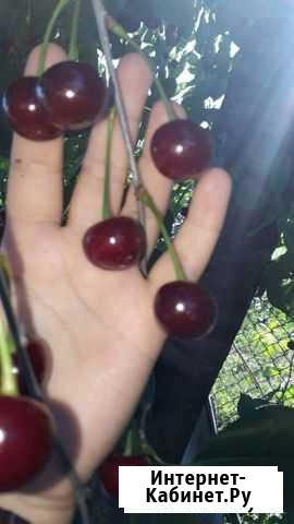 Шпанка Нальчик - изображение 1