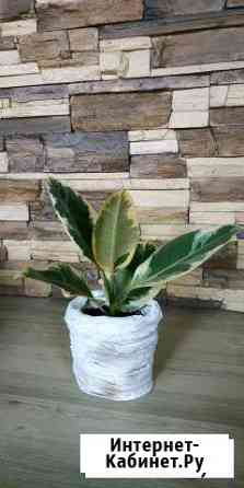 ФикусЭластика с горшком Благовещенск