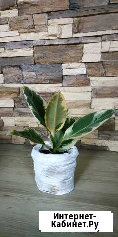 ФикусЭластика с горшком Благовещенск - изображение 1