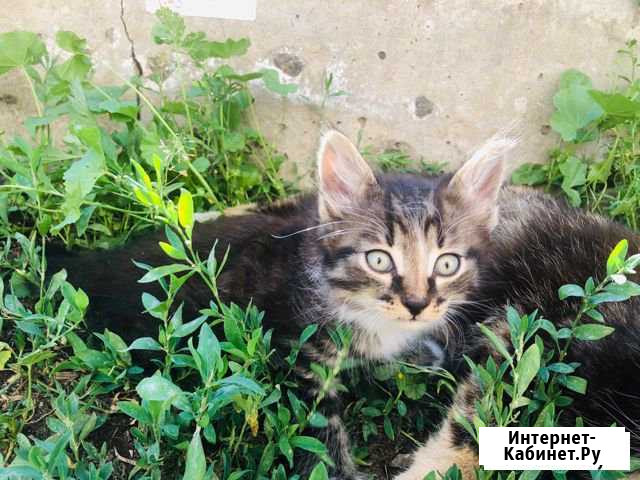 Котята Рассказово - изображение 1