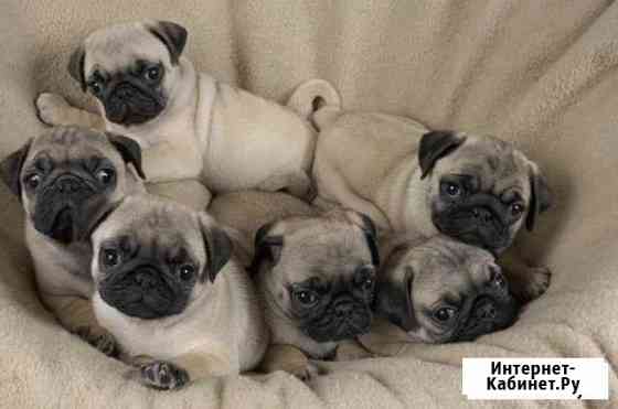 Мопсички Новороссийск