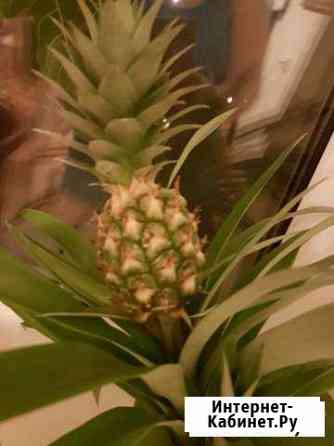 Плодоносящий ананасик Нижний Новгород