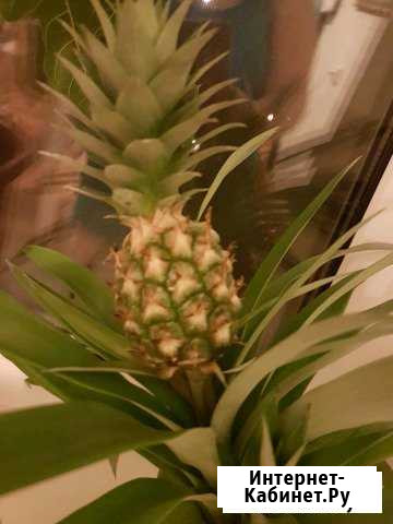 Плодоносящий ананасик Нижний Новгород - изображение 1