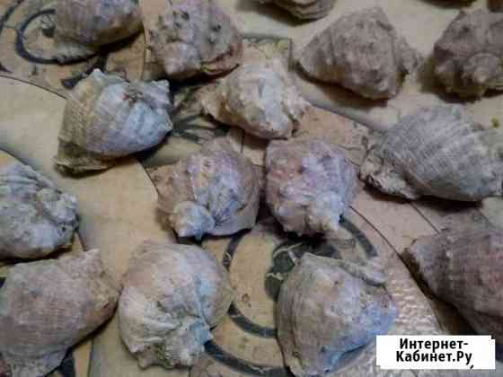 Ракушки новые Казань