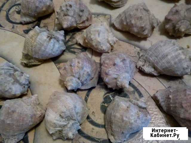 Ракушки новые Казань - изображение 1