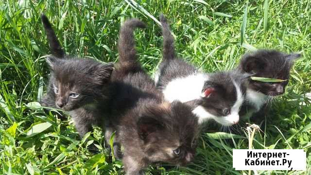 Отдам котят Волжск - изображение 1