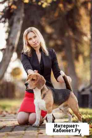 Вязка кобеля Бигль Краснодар