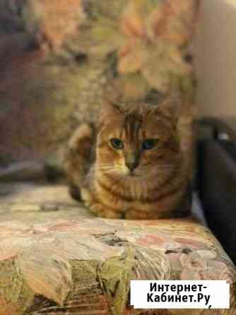 Бенгальский кот вязка Санкт-Петербург