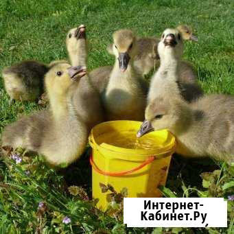Гусята Хабаровск - изображение 1