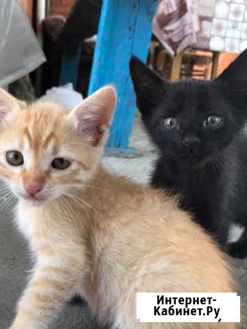 Котята Белореченск - изображение 1