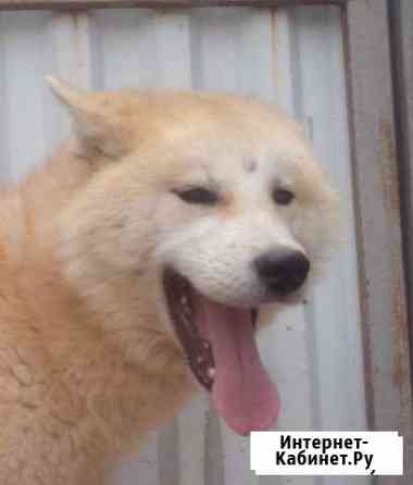 Ину мальчик Краснодар