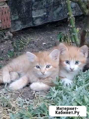 Котята в хорошие руки Тимашевск - изображение 1