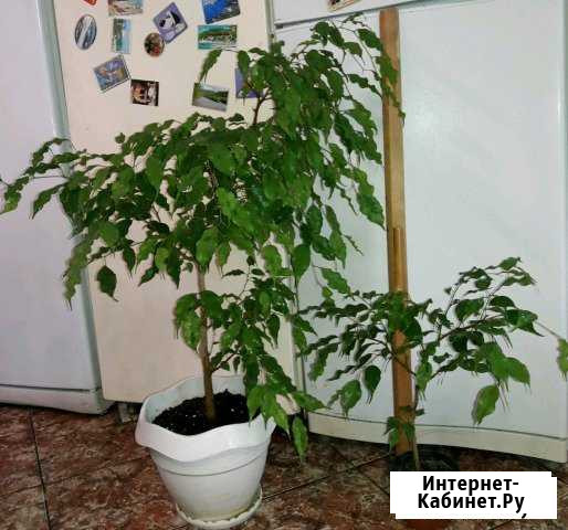 Фикусы Отрадная - изображение 1