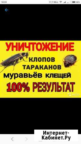 Уничтожение насекомых в Махачкале Махачкала - изображение 1