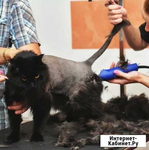 Стрижка котов и кошек Елец - изображение 1
