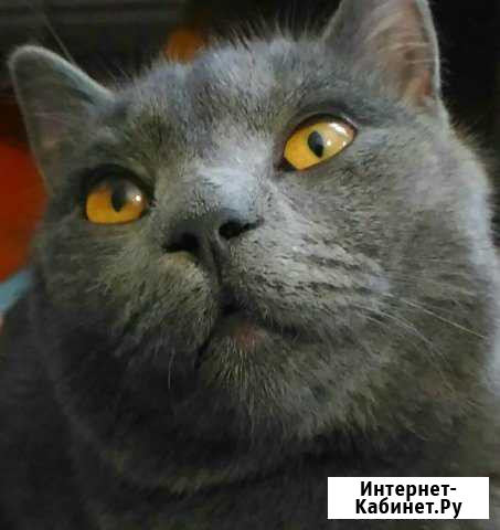 Домашняя передержка собак и кошек Великие Луки - изображение 1