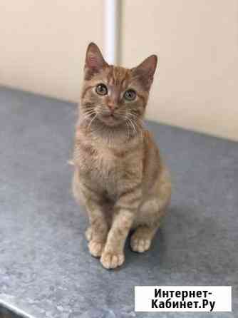 Стационар для кошек Казань