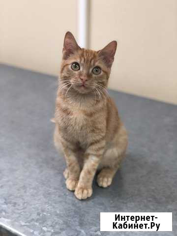 Стационар для кошек Казань - изображение 1