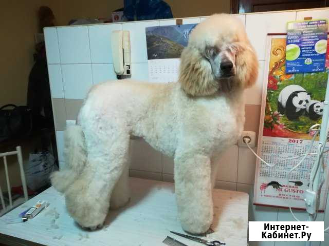 PetArt. Грумер на дом в Вологде и области Вологда - изображение 1