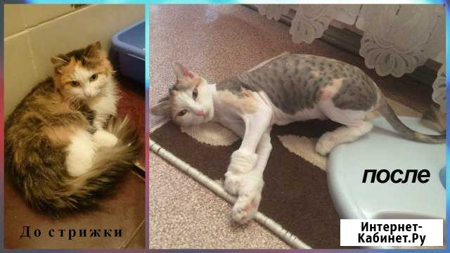 Стрижка кошек и собак (всех пород), выезд Саратов - изображение 1