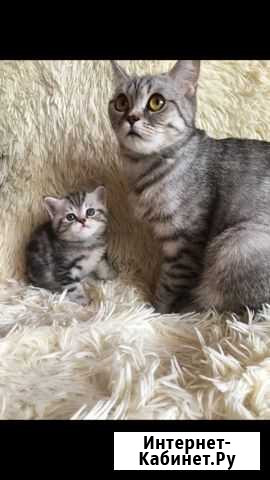 Шотландские котята Канаш - изображение 1