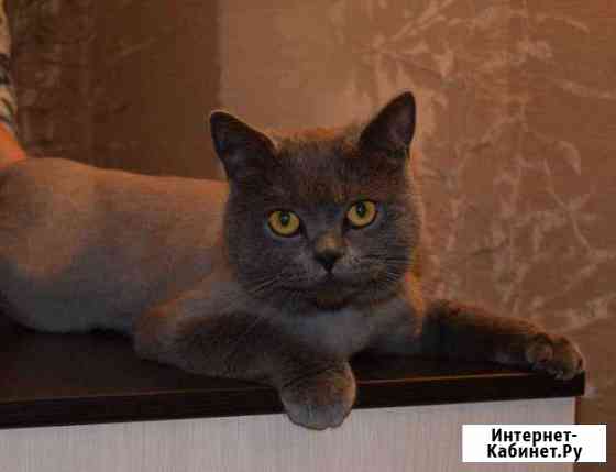 Стрижка кошек и собак на дому и с выездом на дом Нижний Новгород