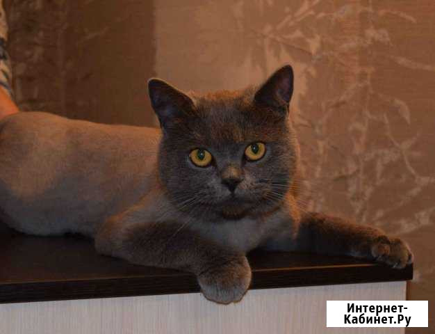 Стрижка кошек и собак на дому и с выездом на дом Нижний Новгород - изображение 1