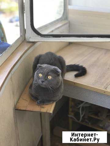 Котик приглашает кошечек Новороссийск - изображение 1