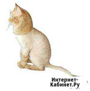 Стрижка кошек Самара
