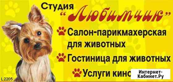 Любимчик Услуги животным Камышин