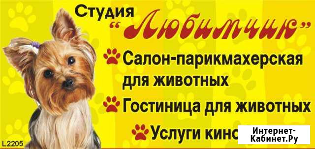 Любимчик Услуги животным Камышин - изображение 1