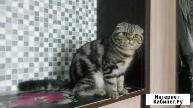 Шикарный вислоухий кот на вязку Казань - изображение 1