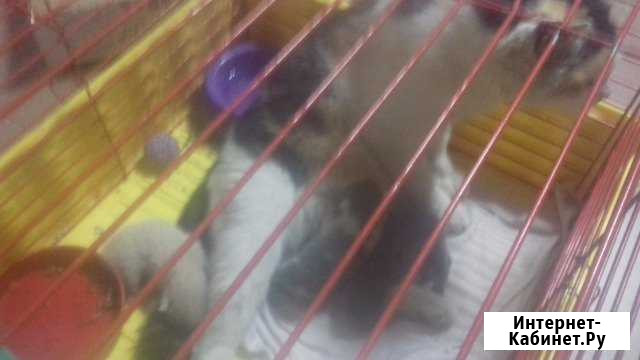 Кошка и трое котят Казань - изображение 1