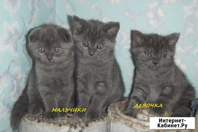 Котенок Чип Ленинск-Кузнецкий - изображение 1
