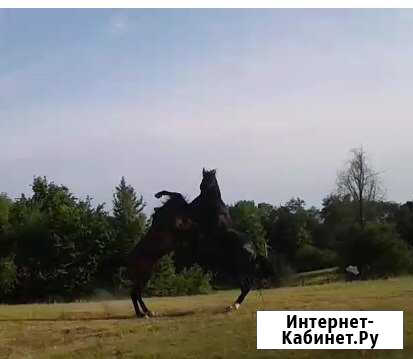 Случка племенной Карачаевский жеребец Сочи - изображение 1